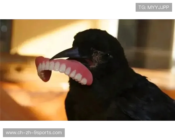 乌鸦主力回归，整体实力提升显著，乌鸦主e